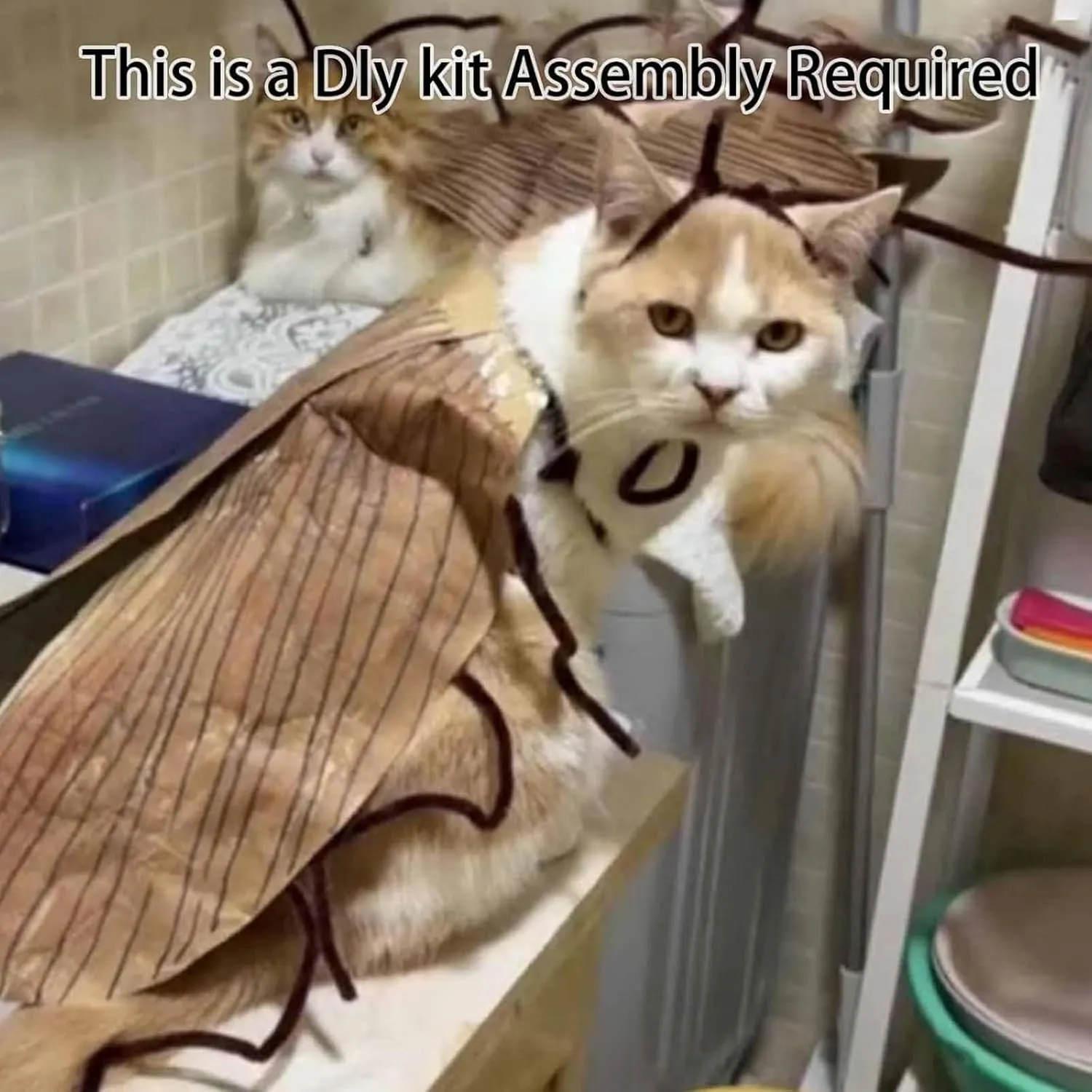 Cat Cockroach Clothing DIY Kit, Funny Cockroach Kitten Pet Cape Craft Set, Kitten Costume Accessories with Wings and Antenna, Cosplay Halloween Party Decoration for Cats and Small Dog(1Pc)